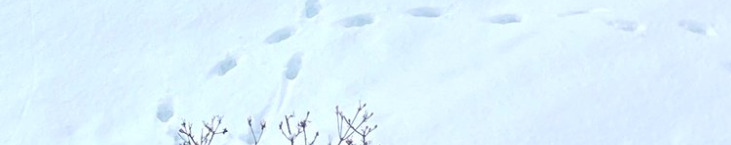 日記：猫のあしあとを見ようね。