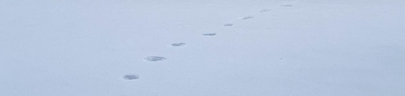 日記：猫の足跡ごと、土地を入手するなど。